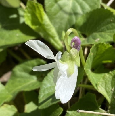 Viola odorata (Sweet Violet, Common Violet) at Mount Jerrabomberra QP - 30 Aug 2022 by Steve_Bok