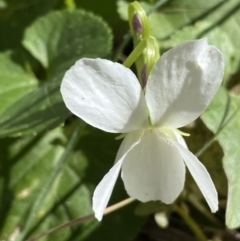 Viola odorata at Jerrabomberra, NSW - 30 Aug 2022