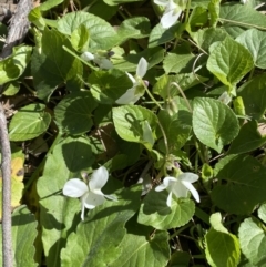 Viola odorata at Jerrabomberra, NSW - 30 Aug 2022