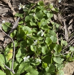 Viola odorata at Jerrabomberra, NSW - 30 Aug 2022