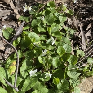 Viola odorata at Jerrabomberra, NSW - 30 Aug 2022