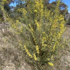 Acacia rubida (Red-stemmed Wattle, Red-leaved Wattle) at Mount Jerrabomberra QP - 30 Aug 2022 by Steve_Bok