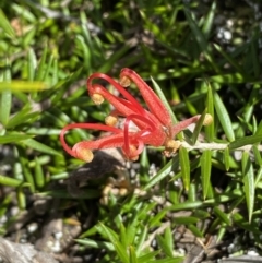 Grevillea juniperina (Grevillea) at Jerrabomberra, NSW - 30 Aug 2022 by Steve_Bok