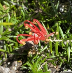 Grevillea juniperina at Jerrabomberra, NSW - 30 Aug 2022