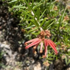 Grevillea juniperina at Jerrabomberra, NSW - 30 Aug 2022