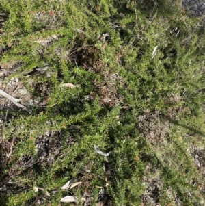 Grevillea juniperina at Jerrabomberra, NSW - 30 Aug 2022