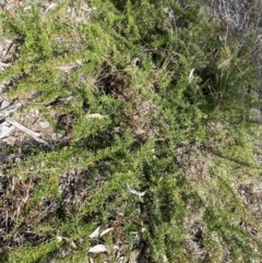 Grevillea juniperina at Jerrabomberra, NSW - 30 Aug 2022