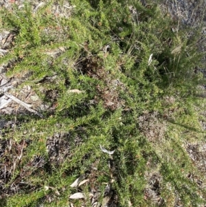 Grevillea juniperina at Jerrabomberra, NSW - 30 Aug 2022 01:11 PM