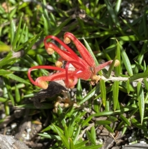 Grevillea juniperina at Jerrabomberra, NSW - 30 Aug 2022 01:11 PM