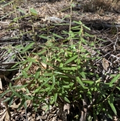 Olearia megalophylla (Large-leaf Daisy-bush) at Jerrabomberra, NSW - 30 Aug 2022 by SteveBorkowskis