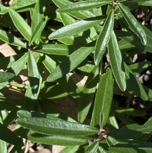 Olearia megalophylla at Jerrabomberra, NSW - 30 Aug 2022