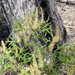 Grevillea ramosissima subsp. ramosissima (Fan Grevillea) at Jerrabomberra, NSW - 30 Aug 2022 by Steve_Bok