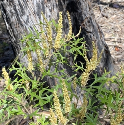 Grevillea ramosissima subsp. ramosissima (Fan Grevillea) at Mount Jerrabomberra QP - 30 Aug 2022 by SteveBorkowskis