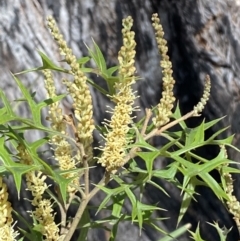 Grevillea ramosissima subsp. ramosissima at Jerrabomberra, NSW - 30 Aug 2022