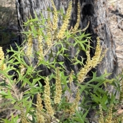 Grevillea ramosissima subsp. ramosissima at Jerrabomberra, NSW - 30 Aug 2022