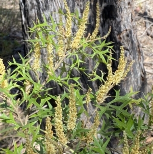 Grevillea ramosissima subsp. ramosissima at Jerrabomberra, NSW - 30 Aug 2022