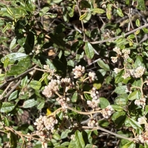 Pomaderris betulina subsp. actensis at Jerrabomberra, NSW - 30 Aug 2022