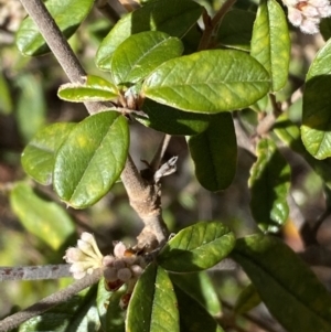 Pomaderris betulina subsp. actensis at Jerrabomberra, NSW - 30 Aug 2022