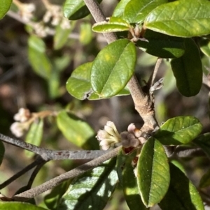 Pomaderris betulina subsp. actensis at Jerrabomberra, NSW - 30 Aug 2022