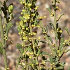 Phyllanthus occidentalis (Thyme Spurge) at Jerrabomberra, NSW - 30 Aug 2022 by SteveBorkowskis