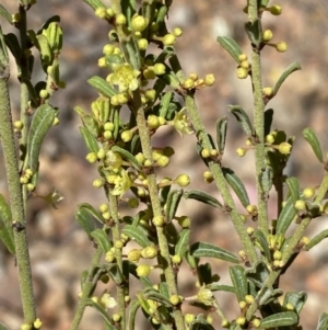 Phyllanthus occidentalis at Jerrabomberra, NSW - 30 Aug 2022 11:50 AM