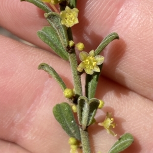 Phyllanthus occidentalis at Jerrabomberra, NSW - 30 Aug 2022 11:50 AM