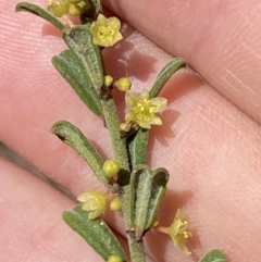 Phyllanthus occidentalis at Jerrabomberra, NSW - 30 Aug 2022 11:50 AM