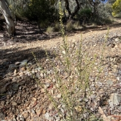 Phyllanthus occidentalis at Jerrabomberra, NSW - 30 Aug 2022 11:50 AM