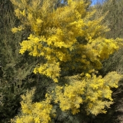 Acacia boormanii (Snowy River Wattle) at Jerrabomberra, NSW - 30 Aug 2022 by SteveBorkowskis