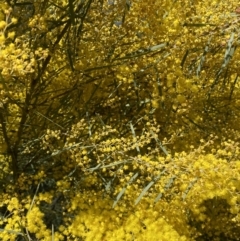 Acacia boormanii at Jerrabomberra, NSW - 30 Aug 2022