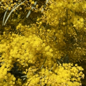 Acacia boormanii at Jerrabomberra, NSW - 30 Aug 2022 11:44 AM