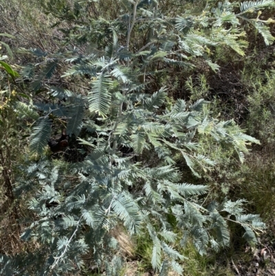 Acacia dealbata (Silver Wattle) at Jerrabomberra, NSW - 30 Aug 2022 by SteveBorkowskis