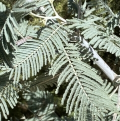 Acacia dealbata at Jerrabomberra, NSW - 30 Aug 2022