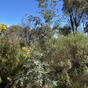 Acacia dealbata at Jerrabomberra, NSW - 30 Aug 2022 11:39 AM