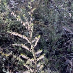 Leucopogon fletcheri subsp. brevisepalus at Jerrabomberra, NSW - 30 Aug 2022