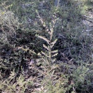 Leucopogon fletcheri subsp. brevisepalus at Jerrabomberra, NSW - 30 Aug 2022