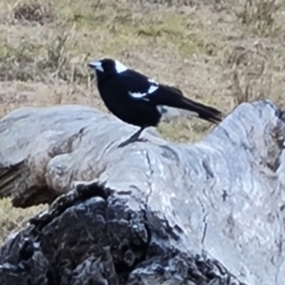 Gymnorhina tibicen (Australian Magpie) at Jerrabomberra, ACT - 30 Aug 2022 by Mike