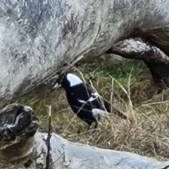 Gymnorhina tibicen at Jerrabomberra, ACT - 30 Aug 2022