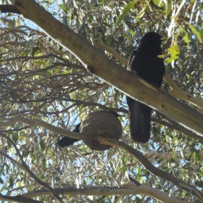 Corcorax melanorhamphos (White-winged Chough) at Kambah, ACT - 20 Aug 2022 by HelenCross