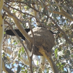 Corcorax melanorhamphos at Kambah, ACT - 21 Aug 2022 07:41 AM