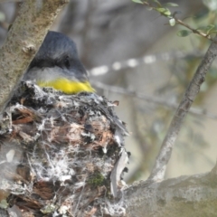 Eopsaltria australis (Eastern Yellow Robin) at Acton, ACT - 23 Aug 2022 by HelenCross