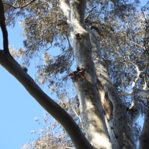 Eolophus roseicapilla at Acton, ACT - 24 Aug 2022 10:16 AM