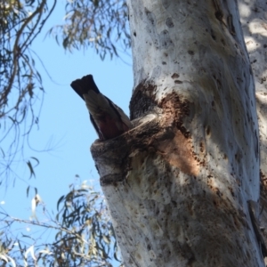 Eolophus roseicapilla at Acton, ACT - 24 Aug 2022 10:16 AM