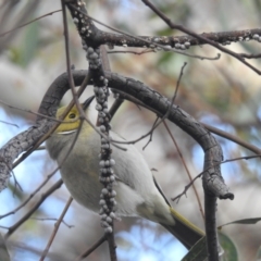 Ptilotula penicillata (White-plumed Honeyeater) at ANBG - 24 Aug 2022 by HelenCross