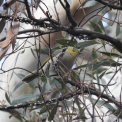 Ptilotula penicillata at Acton, ACT - 24 Aug 2022