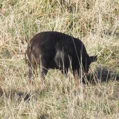 Sus scrofa (Pig (feral)) at Kambah, ACT - 26 Aug 2022 by HelenCross