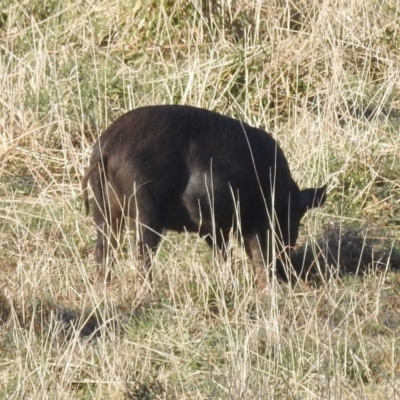 Sus scrofa (Pig (feral)) at Lions Youth Haven - Westwood Farm A.C.T. - 25 Aug 2022 by HelenCross