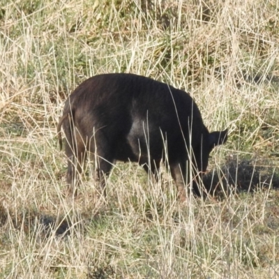 Sus scrofa (Pig (feral)) at Kambah, ACT - 26 Aug 2022 by HelenCross