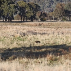 Sus scrofa at Kambah, ACT - 26 Aug 2022