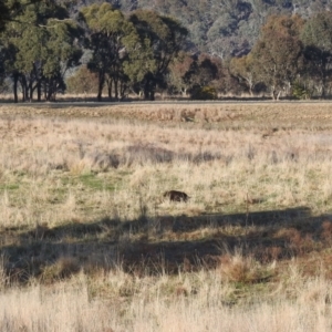 Sus scrofa at Kambah, ACT - 26 Aug 2022